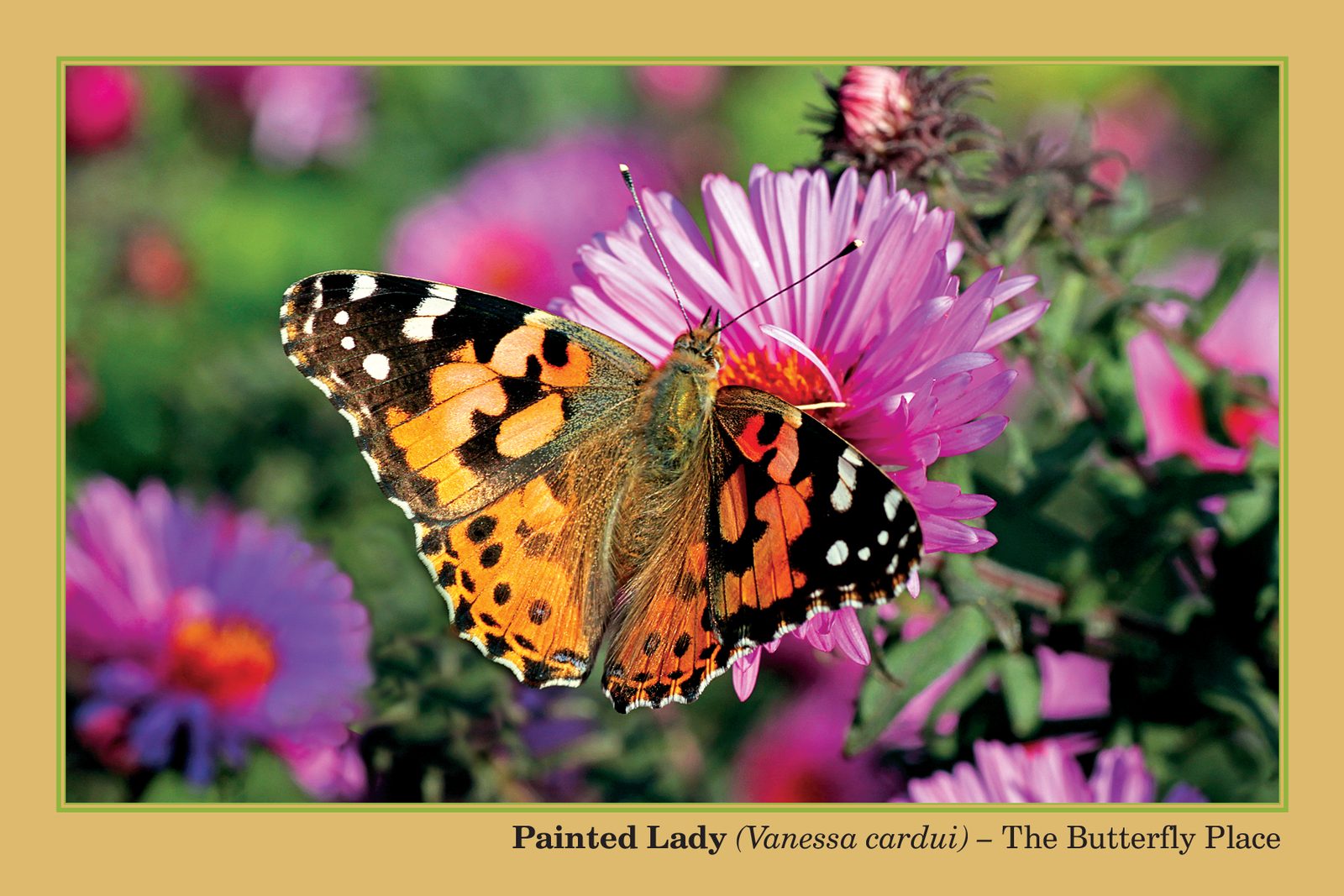 The Butterfly Place Painted Lady postcard